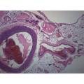 BIOLOGY