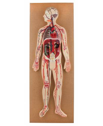 Human Circulatory System Model