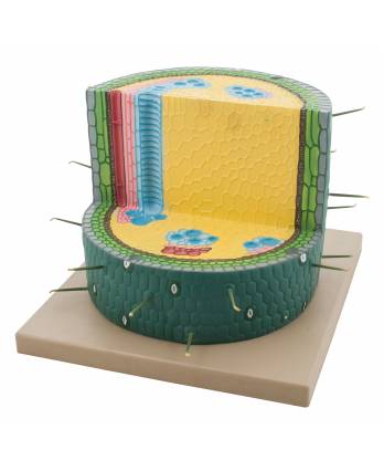 Dicotyledon Plant Stem Model, Cross Section 200X