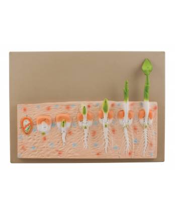 Monocot Seed Germination Model (Maize) on Base