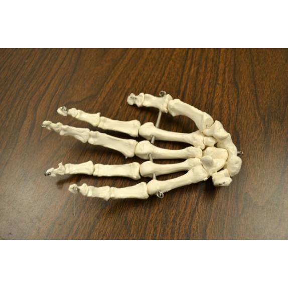 BIOLOGY