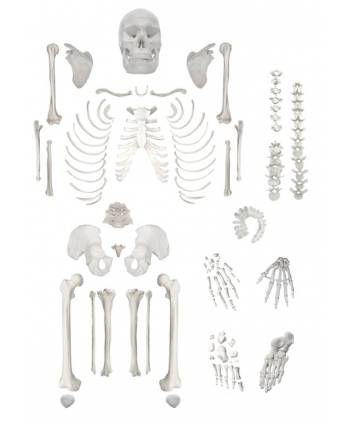 Disarticulated Adult Human Skeleton