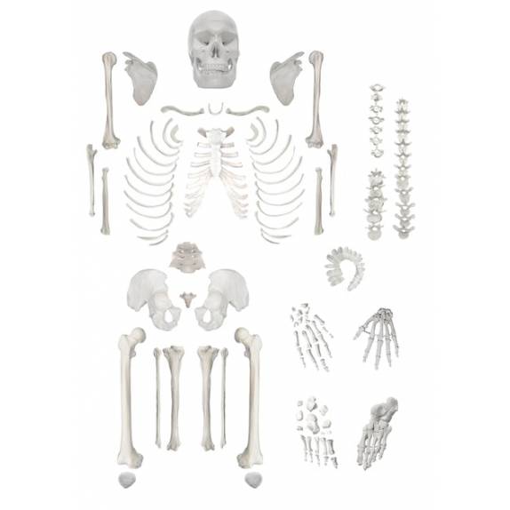 BIOLOGY