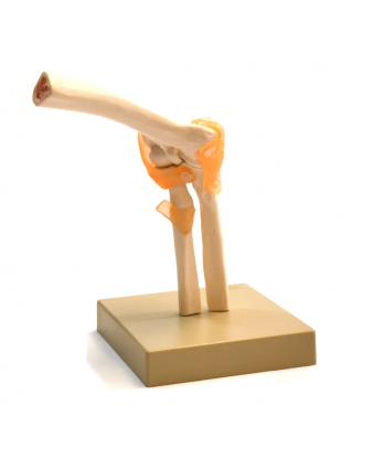 Human Elbow Joint Anatomical Model