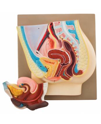 Female Pelvis Model