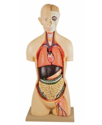 Premium Human Torso Model, Open Back