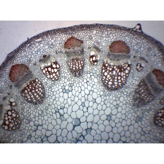 BIOLOGY