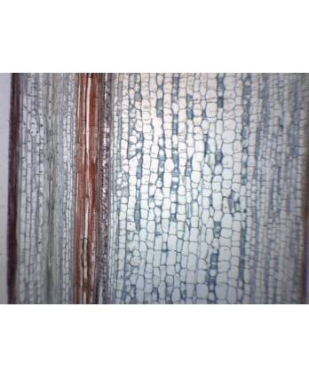 Helianthus, Old Stem, c.s & l.s. - Prepared Microscope Slide