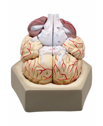 Human Brain Model, 8-Parts