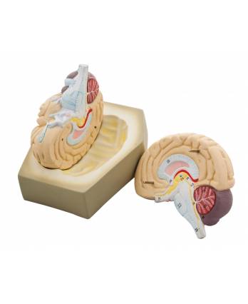 Human Brain Model