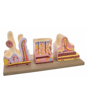 Human Digestive Canal Anatomical Model