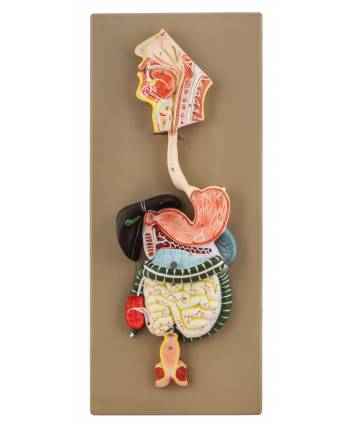 Human Digestive System Model