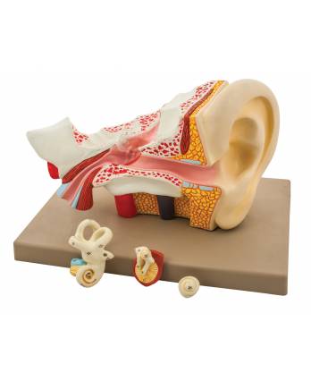 Human Ear Model