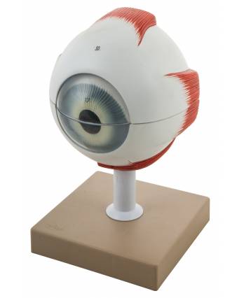 Human Eye Model, 5X