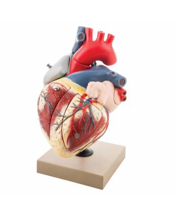 Human Heart Enlarged - 7 Parts