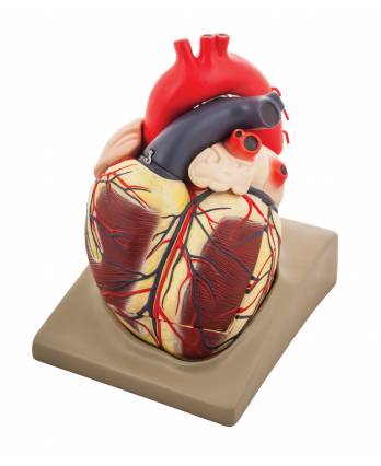 Human Heart Model - Extra Large size