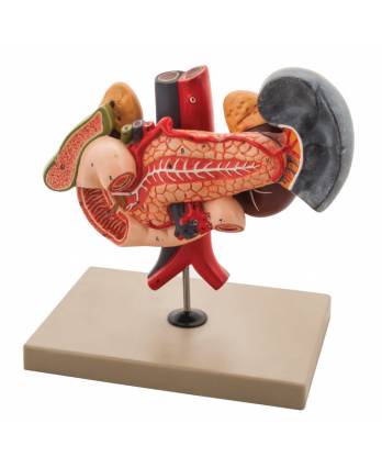 Model Human Kidney with Vessels, Pancreas, Duodenum, Spleen & Gall Bladder - 2 Parts