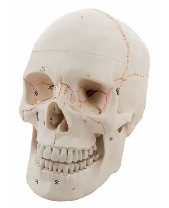 Human Skull Model