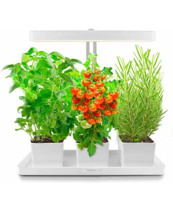 Indoor Herb Garden Kit