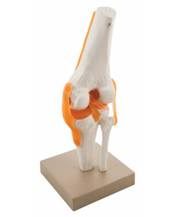 Human Knee Joint Model, Functional