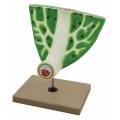 Leaf Anatomy Model