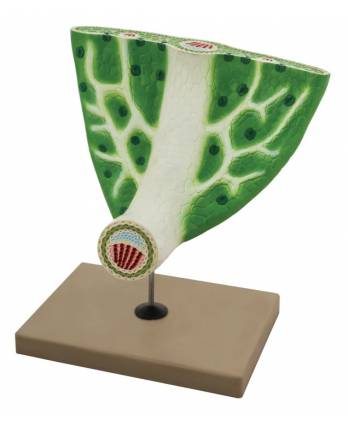 Leaf Anatomy Model