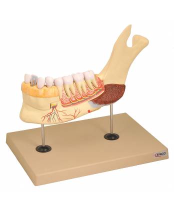 Lower Jaw Model
