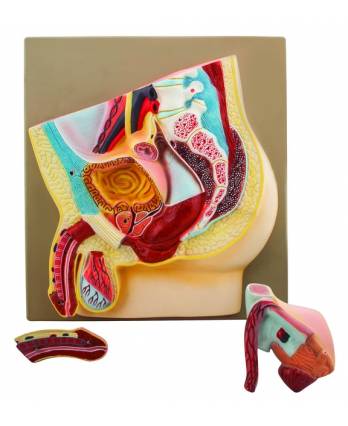 Male Pelvis Section Model