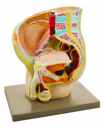 Human Male Pelvis Model, 2 Parts