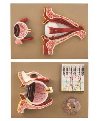Human Eye Demo Model
