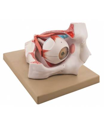 Enlarged Human Eye in Bony Orbit Model
