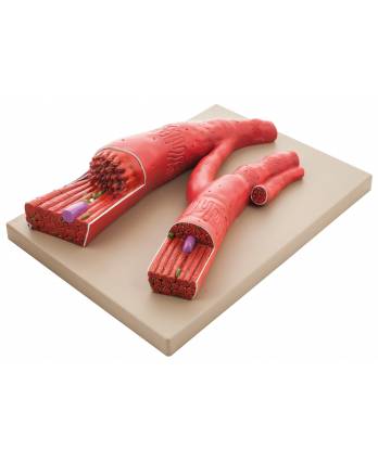 Muscle Fiber Model