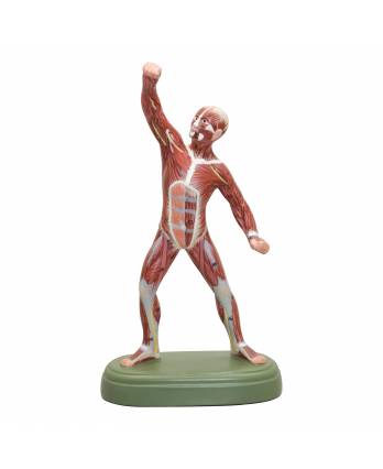 Muscle Figure Model