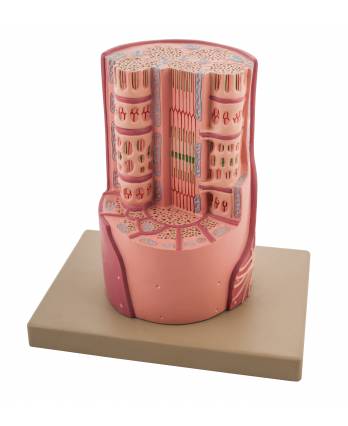 Muscle on Bone Model