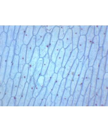 Onion Bulb, Epidermis - Prepared Microscope Slide