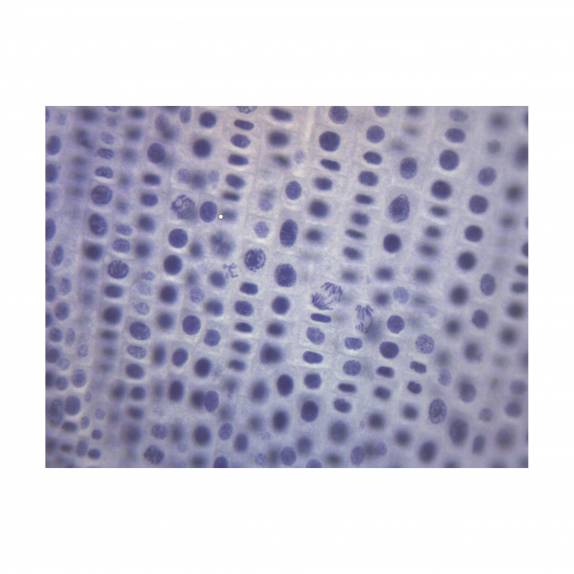 BIOLOGY
