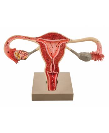 Human Female Reproductive System / Ovary, Cross Section 3X