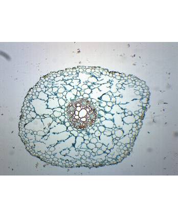 Ranunculus Root - Cross Section - Prepared Microscope Slide