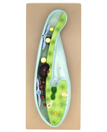 Slipper Animalcule Paramecium Model 3D
