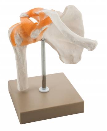 Human Shoulder Joint Model