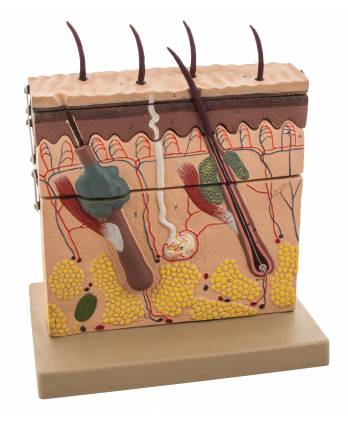 Human Skin Model, 70X