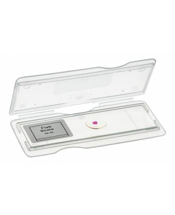 Slide Mailer - 1 slide