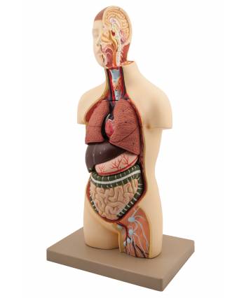 Youth Torso Anatomical Model
