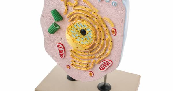 Animal Cell Model B