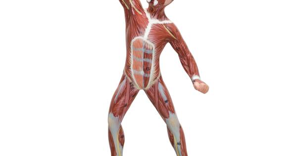 Muscle Figure Model